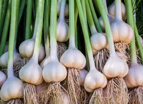 تصویر 4 از قیمت خرید سیر تازه کیلویی + فروش ویژه